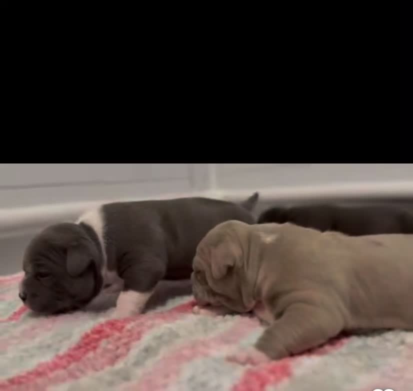 Staffordshire Bull Terrier dogs for sale: 1st Class 100%Staffy puppies Kc Reg - Video 3