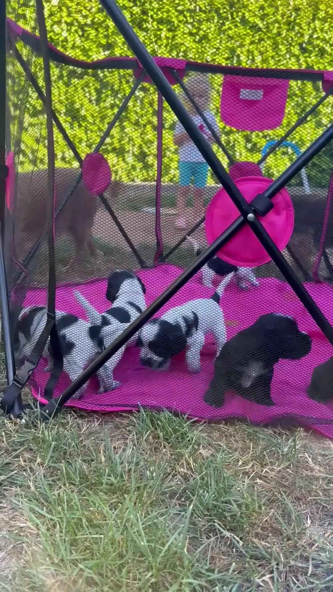 Cocker Spaniel dogs for sale: Beautiful litter of Show Cockers - 5 remaining - Video 1