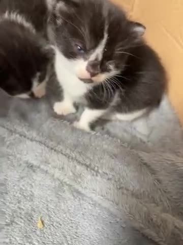 Turkish Van cats for sale: Black and white kittens last boy left  - Video 1