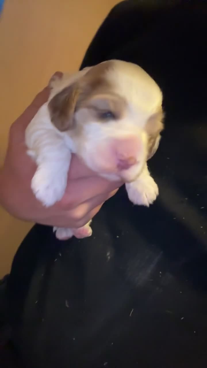 Cockapoo dogs for sale: 4 Adorable F2 Cockapoo puppies  - Video 1