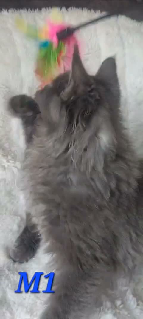 Maine Coon cats for sale: Beautiful large boys Russian Bloodline  - Video 4