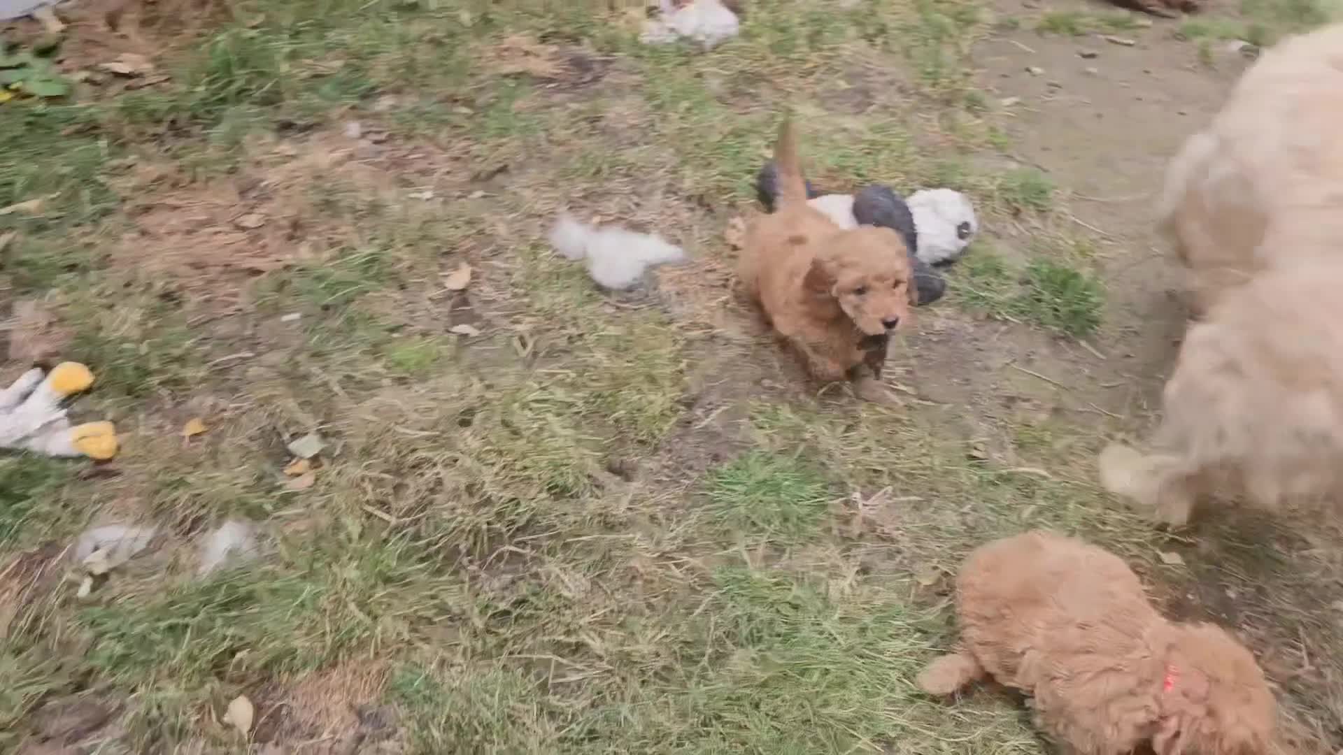 Mini Goldendoodle dogs for sale: Goldendoodle F1b Ready Now - Video 1