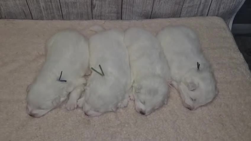 Samoyed dogs for sale: 4 Beautiful Pure Samoyeds ❤️ - Video 1