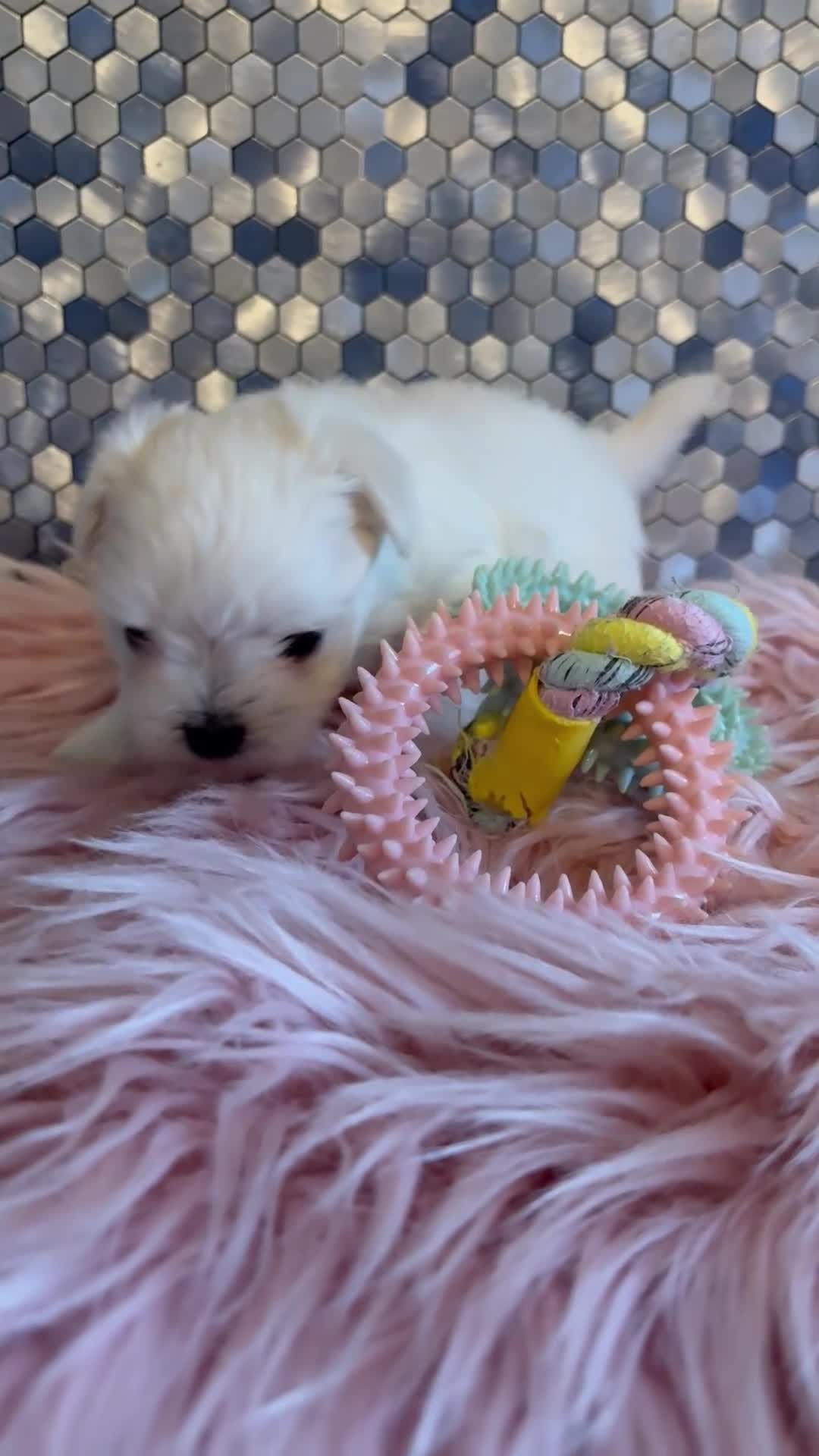 Maltese dogs for sale: Stunning korean Maltease  - Video 4