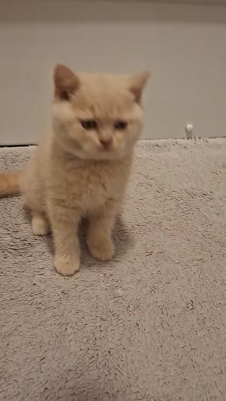 British Shorthair cats for sale: 🩷 LAST 2 GCCF GIRLS & 1 BOY AVAILABLE 💙 - Video 2