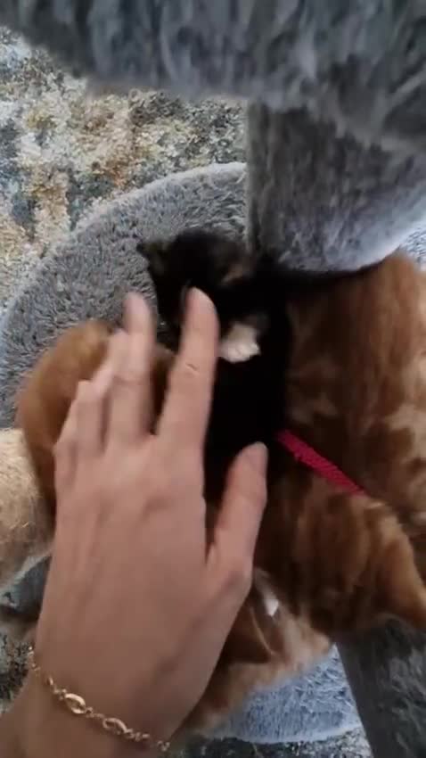 Mixed Breed cats for sale: Beautiful female Kitten 4 weeks old  - Video 1