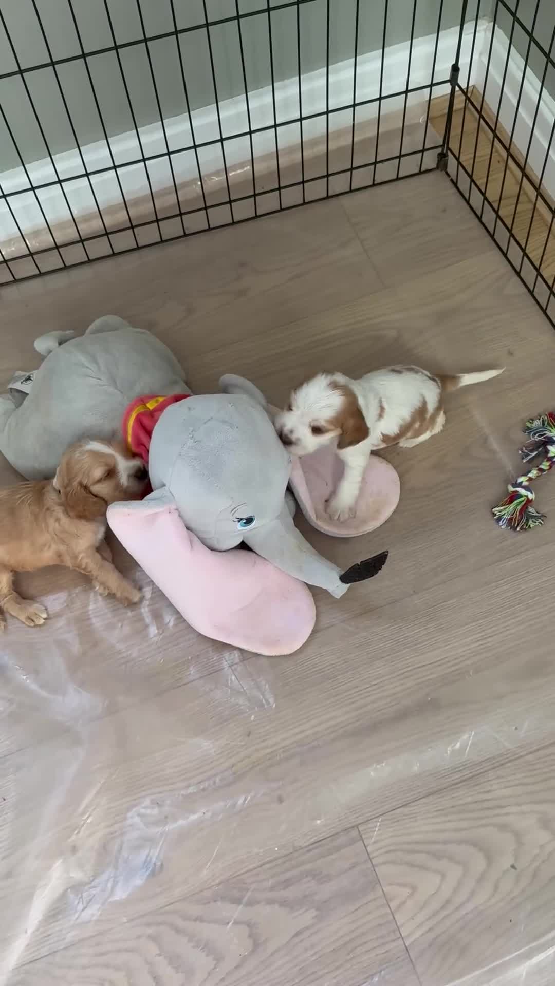 Cocker Spaniel dogs for sale: KC REG Showtype Cocker Spaniel LAST PUP ready 3/8 - Video 5