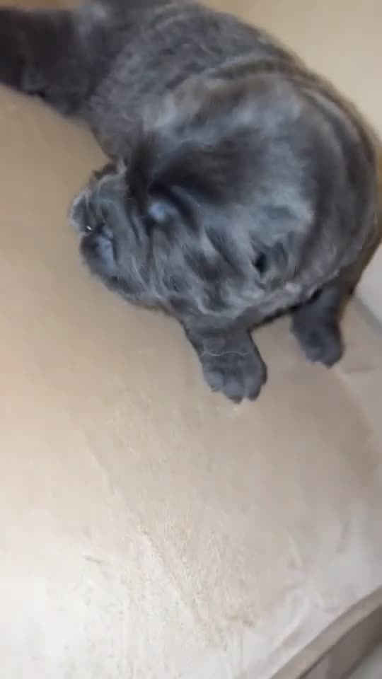 Chow Chow dogs for sale: Beautiful Chow Chow Puppies  - Video 1