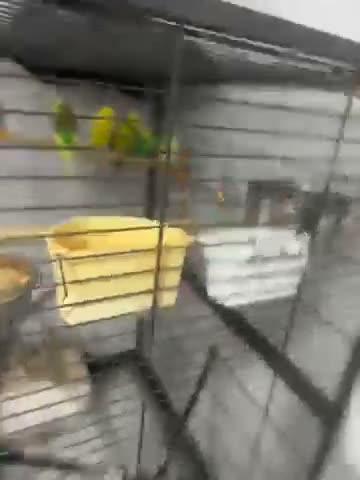 Budgerigars birds for sale: Budgies  in Morpeth - Video 1