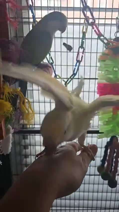 Parrots birds for sale: Proven bonded pair of hand tame quakcer parrots  - Video 4