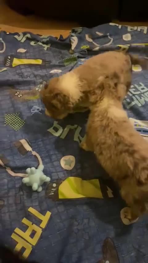 Border Collie dogs for sale: Ready to leave 24 December 2 girls left  - Video 1