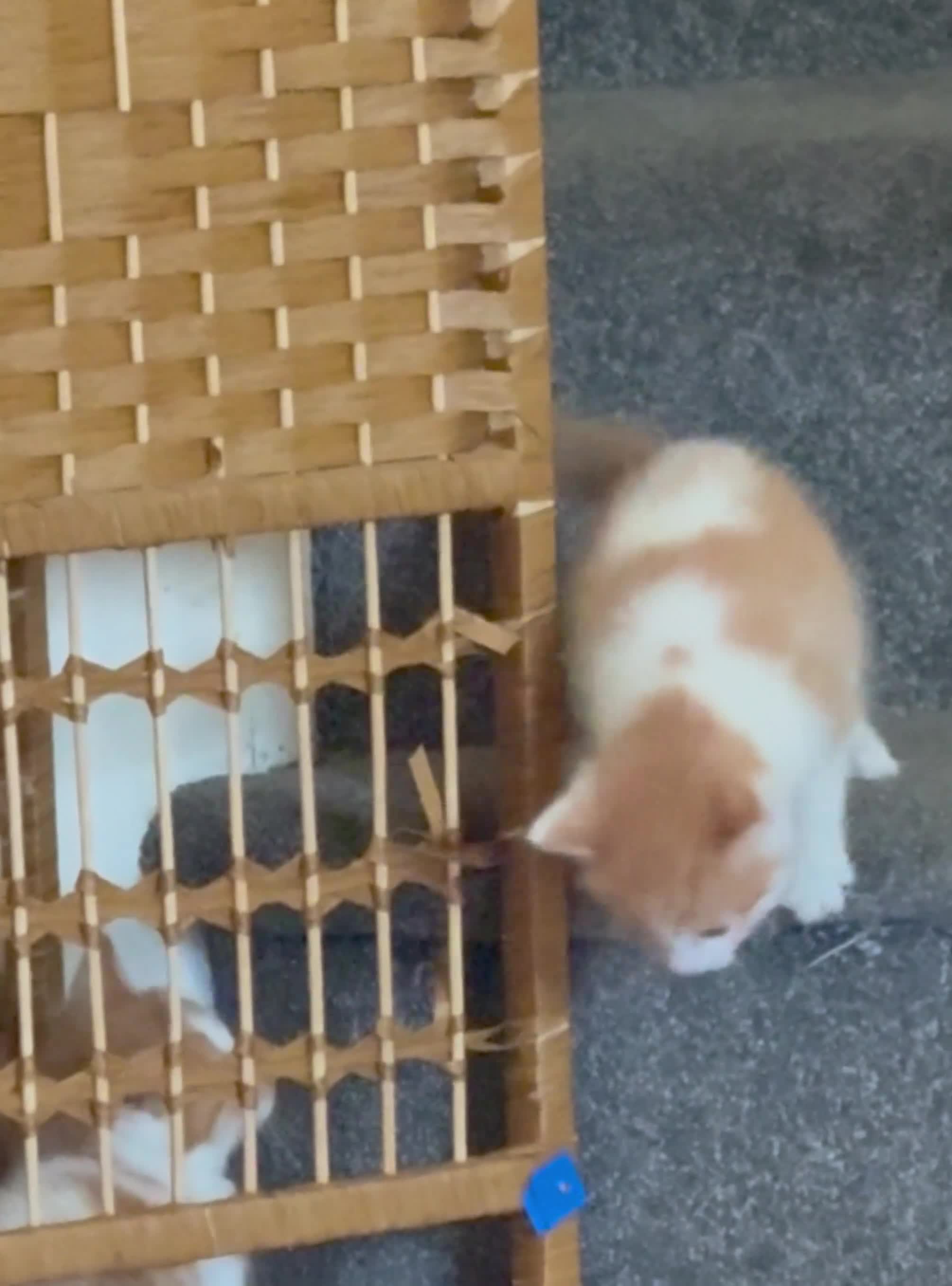 Mixed Breed cats for sale:     Sweet Kittens – Litter Trained & Playful - Video 1