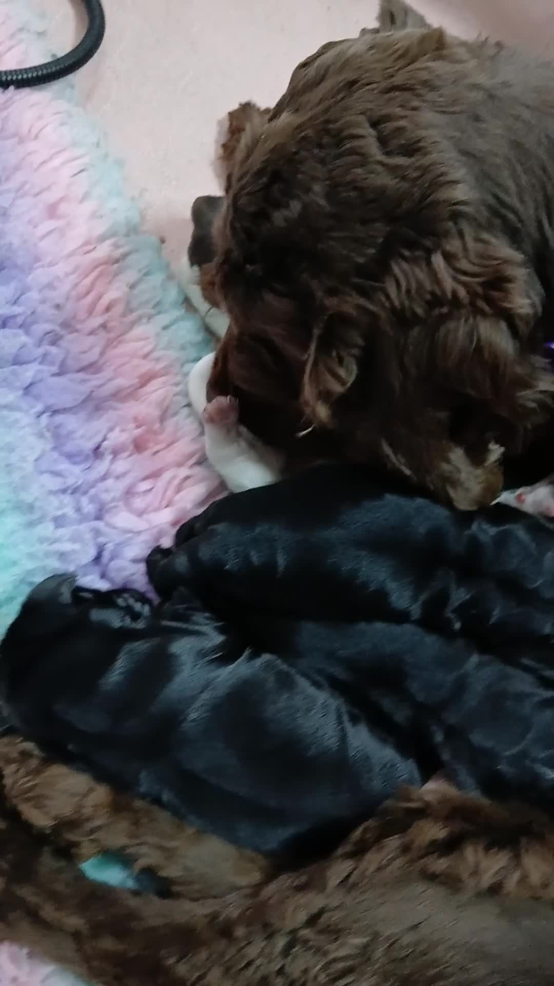 Cocker Spaniel dogs for sale: Show Type KC reg Cocker Spaniels - Video 1