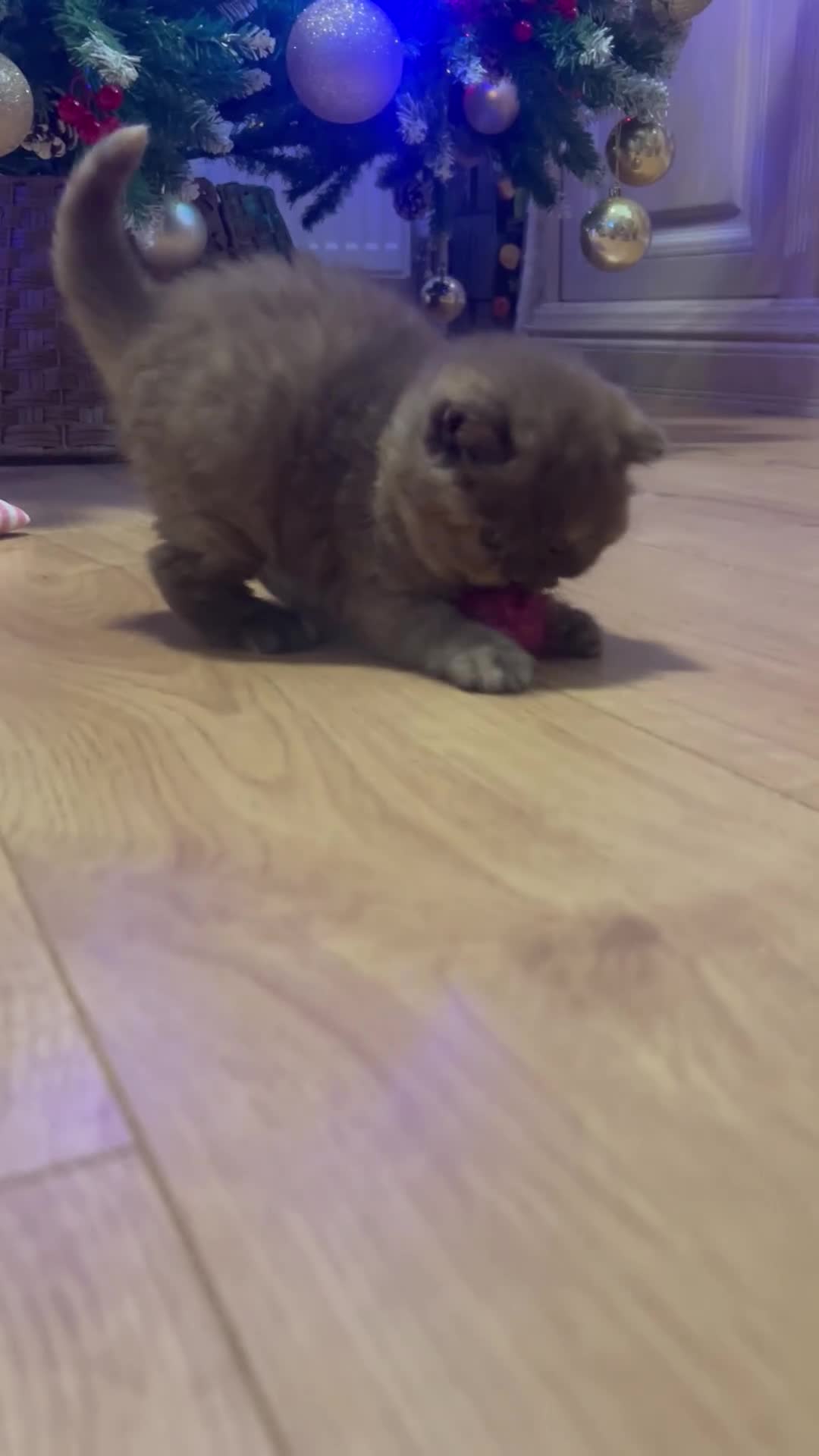 British Shorthair cats for sale: GCCF BRITISH SHORTHAIRS ALL RESERVED - Video 2