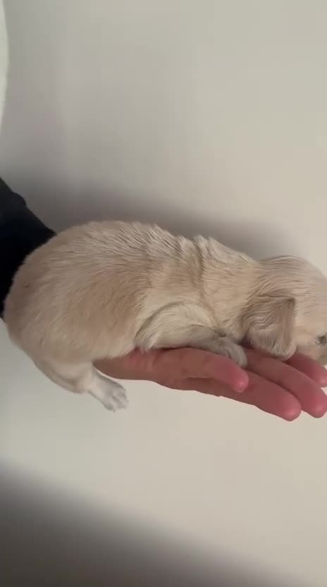 Miniature Dachshund dogs for sale: Cream miniature dachshund  - Video 2