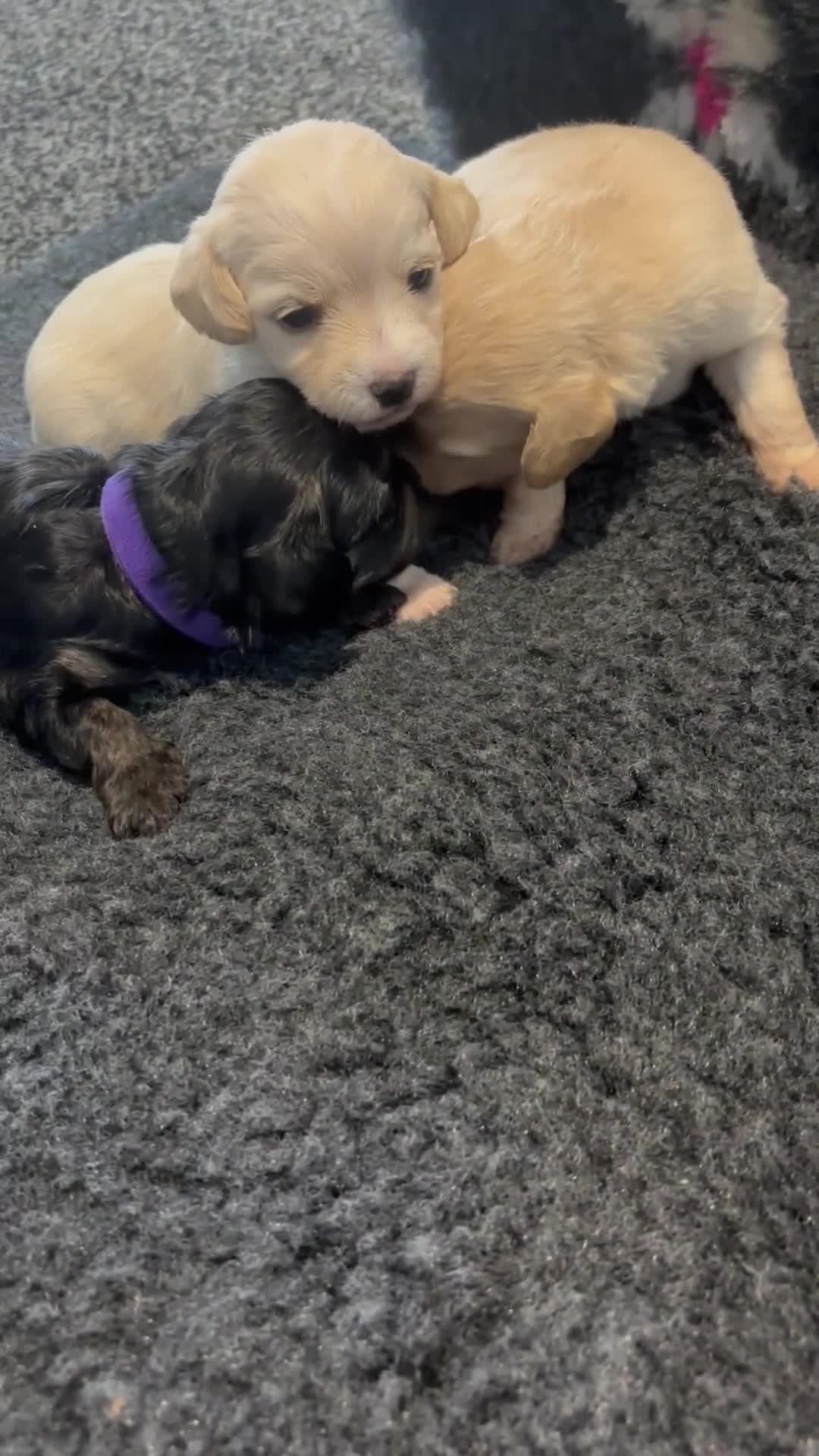 Mixed Breed dogs for sale: Shichon cross dachshund - Video 2