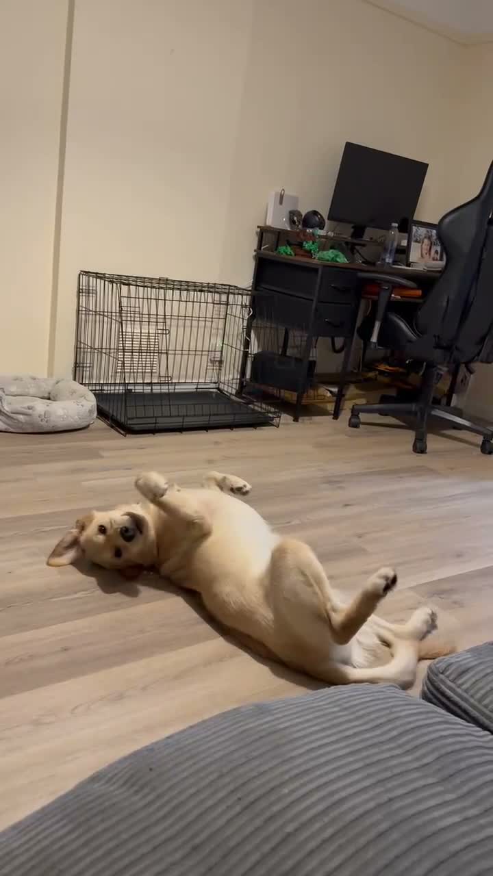 Golden Retriever dogs for sale: 7 month old golden retriever  - Video 2