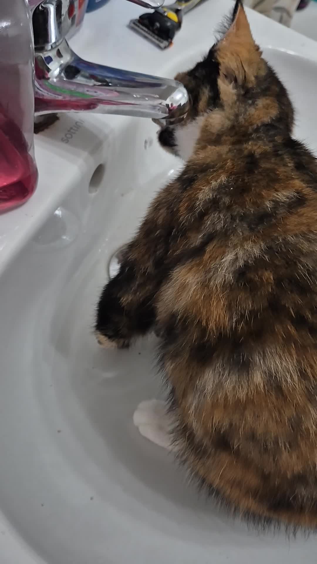 Mixed Breed cats for sale: Little cat  - Video 1