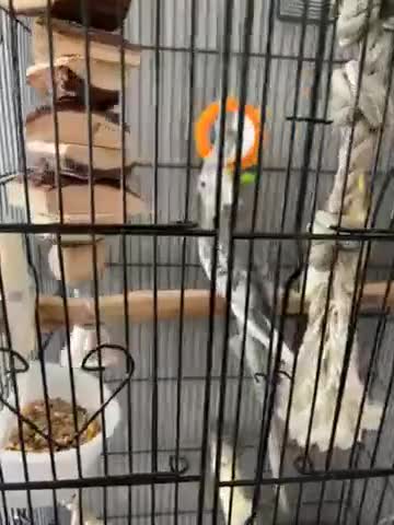 Cockatiels birds for sale: Cockatiels - Video 1