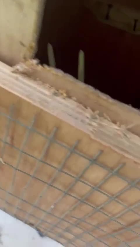Ringnecks birds for sale: Ringneck Breeding pairs Green and Yellow in Greenford - Video 1