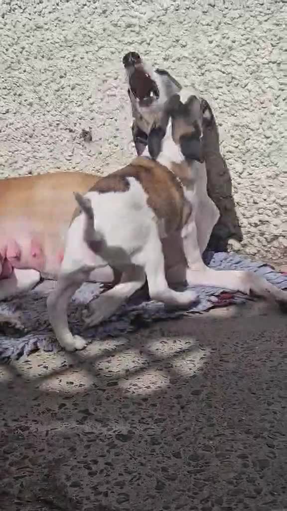 Whippet dogs for sale: Outstanding kc whippet - Video 1