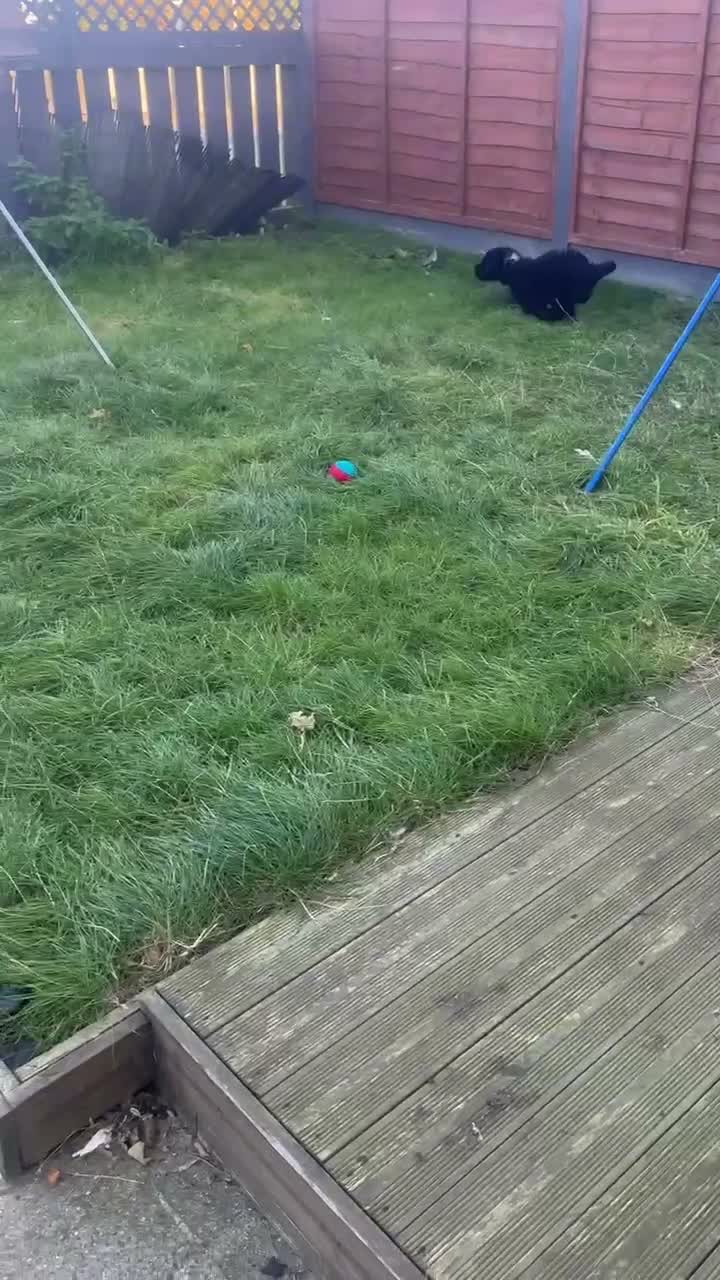Goldendoodle dogs for sale: Goldendoodle puppies ready to leave ( 1 girl left) - Video 2