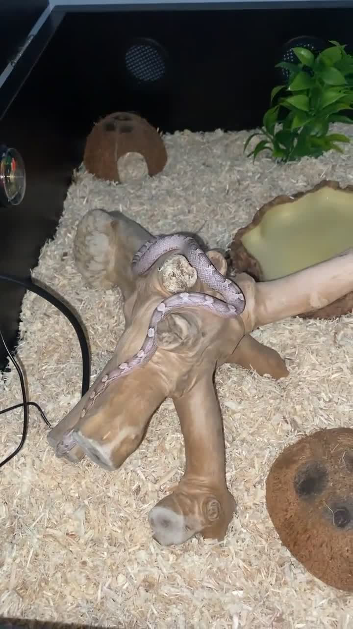 Corn Snake reptiles for sale: St tessera cornsnake  - Video 1