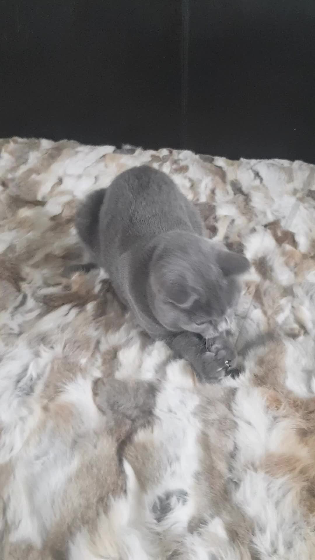 British Shorthair cats for sale: Championship BSH kittens ACTIVE   in Gainsborough - Video 1