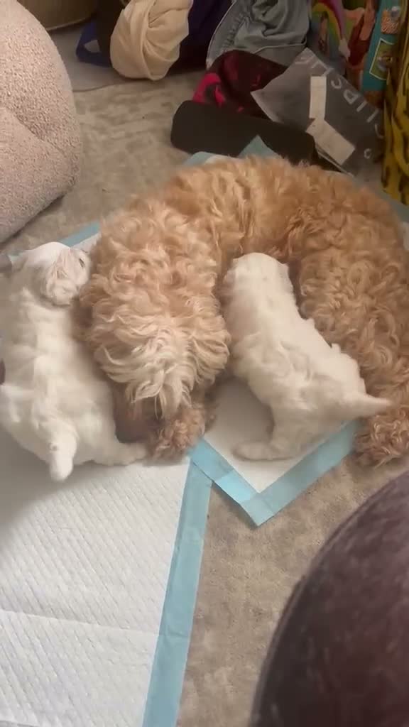 Maltese dogs for sale: Maltese puppy (girl) in Northolt - Video 1