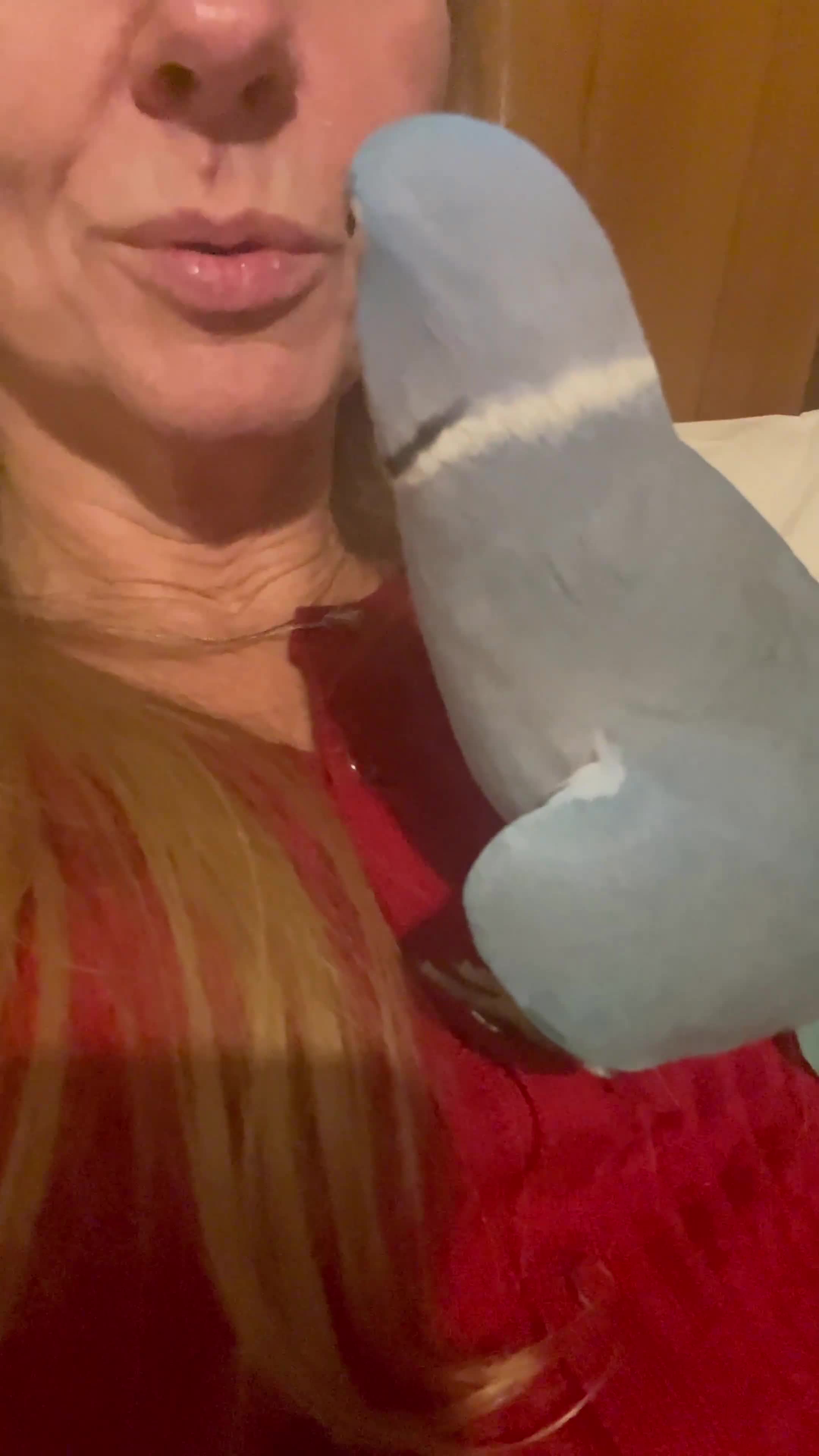 Parrots birds for sale: Gorgeous Super-Tame Blue Ringneck Parrot in Crewe - Video 1