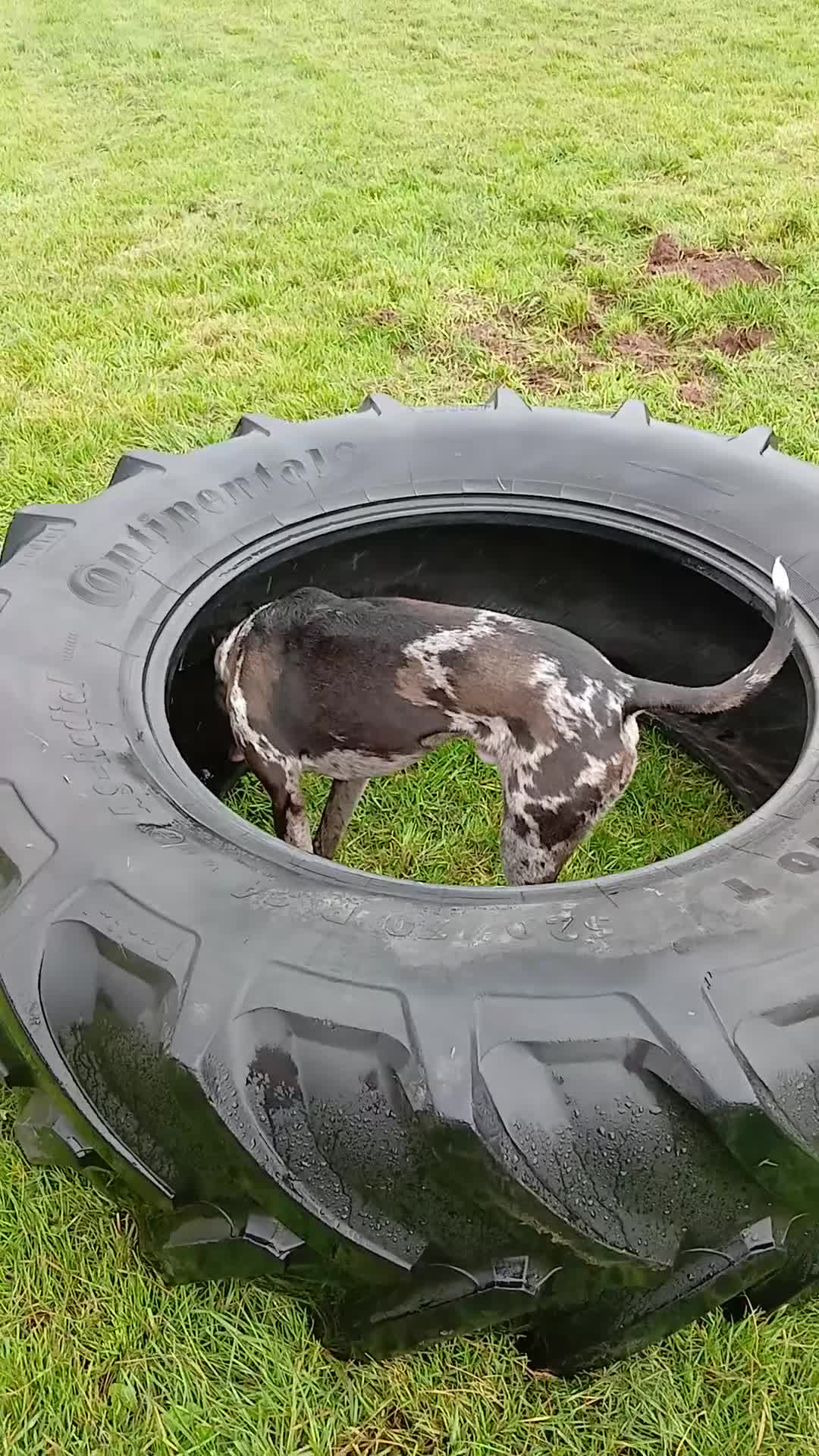 Lurcher dogs for sale: Beautiful Merle Lurcher x - Video 1