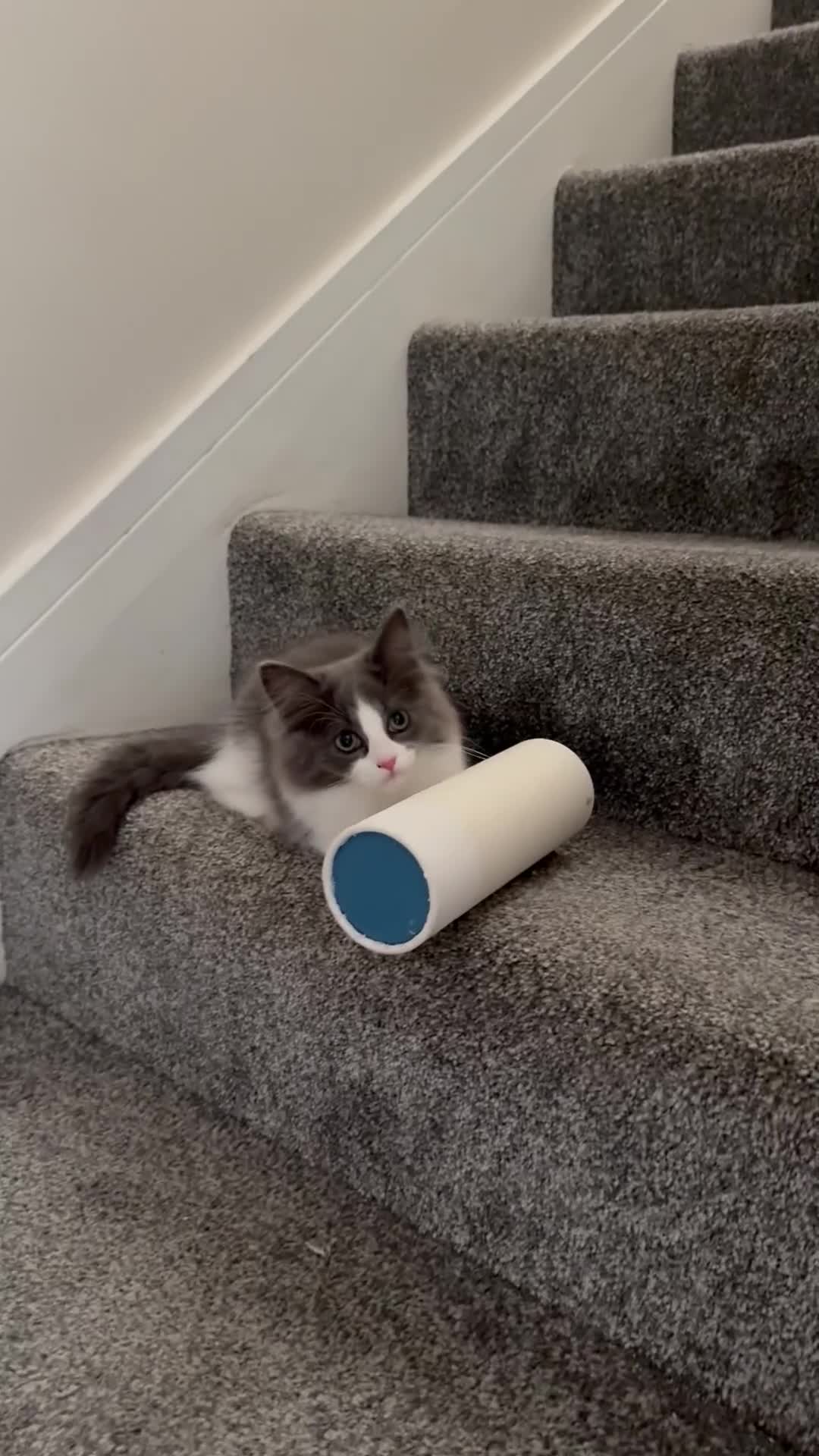 Ragdoll cats for sale:  2 Beautiful Long-Haired Ragdoll Cross  - Video 4