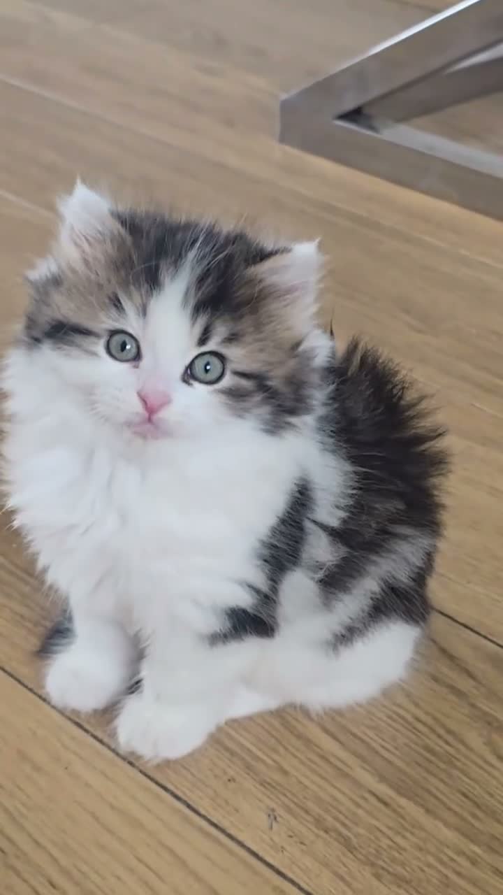 Siberian cats for sale: 3 Siberian x kittens for sale in Bracknell - Video 1