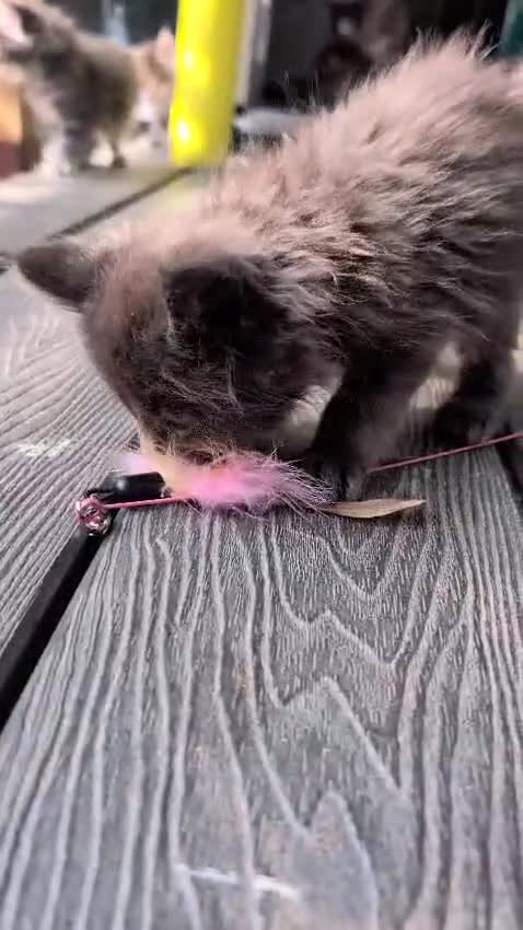 Maine Coon cats for sale: Stunning Maine Coon Kittens in Hastings - Video 1