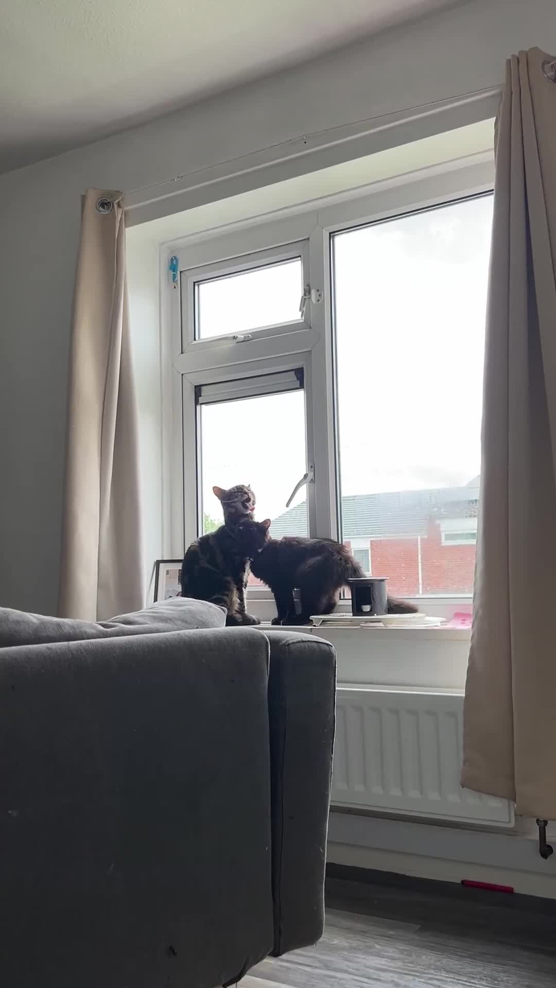 Mixed Breed cats for sale: Sweet male kitten in Birmingham - Video 1