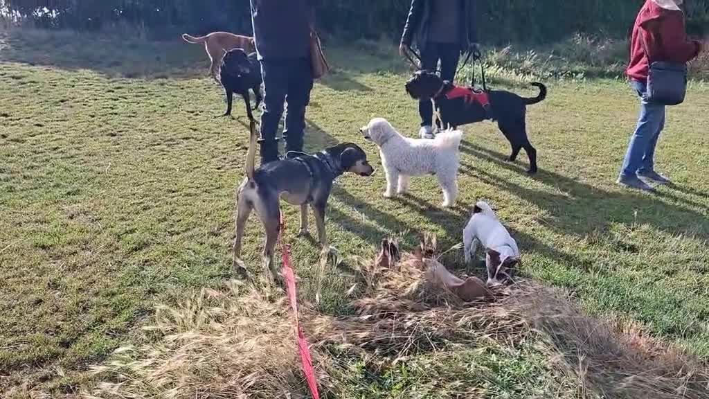 Mixed Breed dogs for adoption: Freya -20 months old, Hound Mix Girl - Video 1