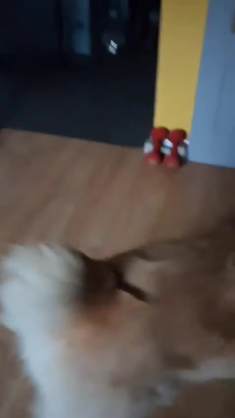 Mixed Breed dogs for adoption: 🐾❤️ HELGA FOR ADOPTION IN CORNWALL OR DEVON ❤️🐾 - Video 1