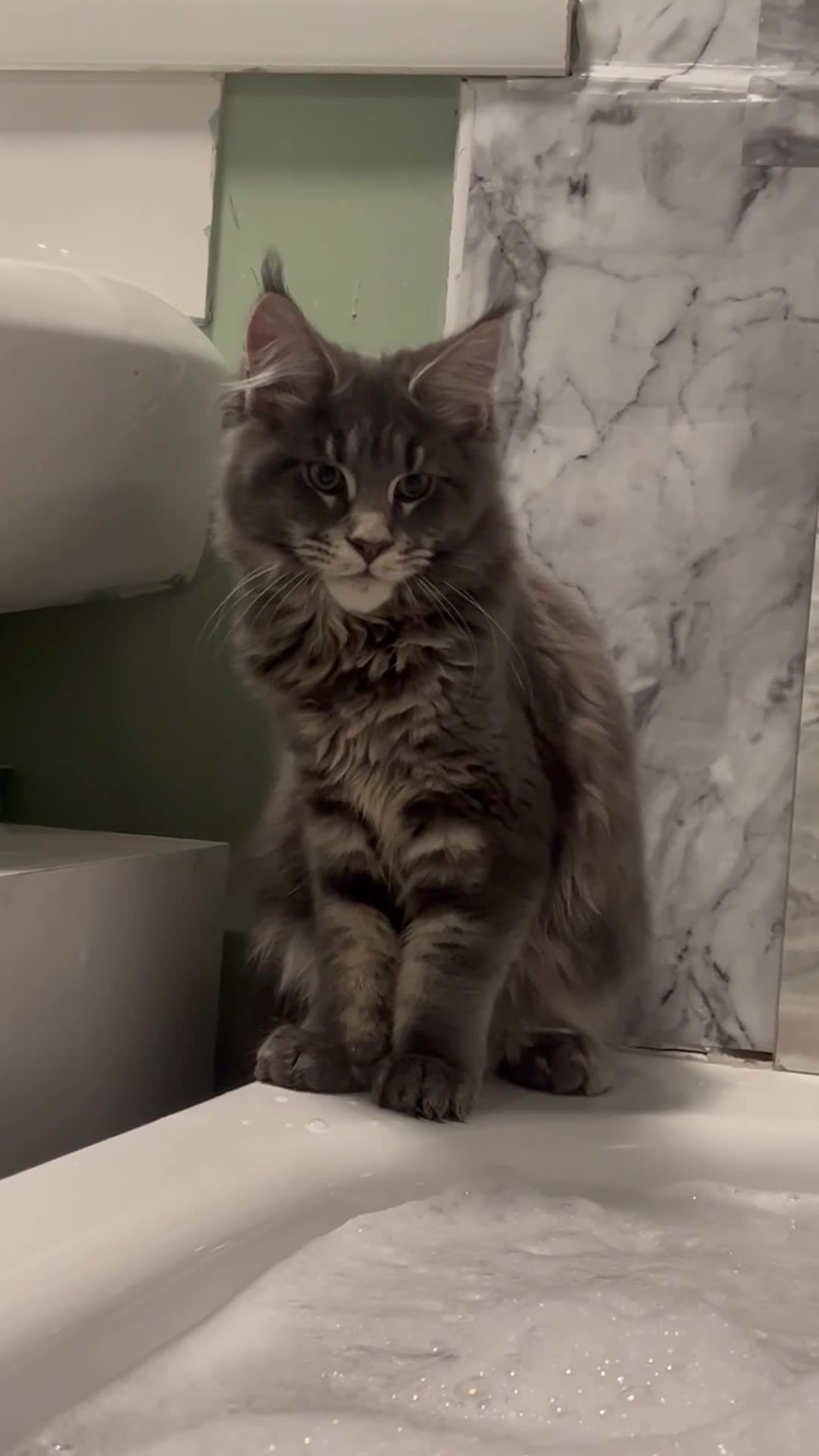 Maine Coon cats for sale: Beautiful Maine coon  - Video 1