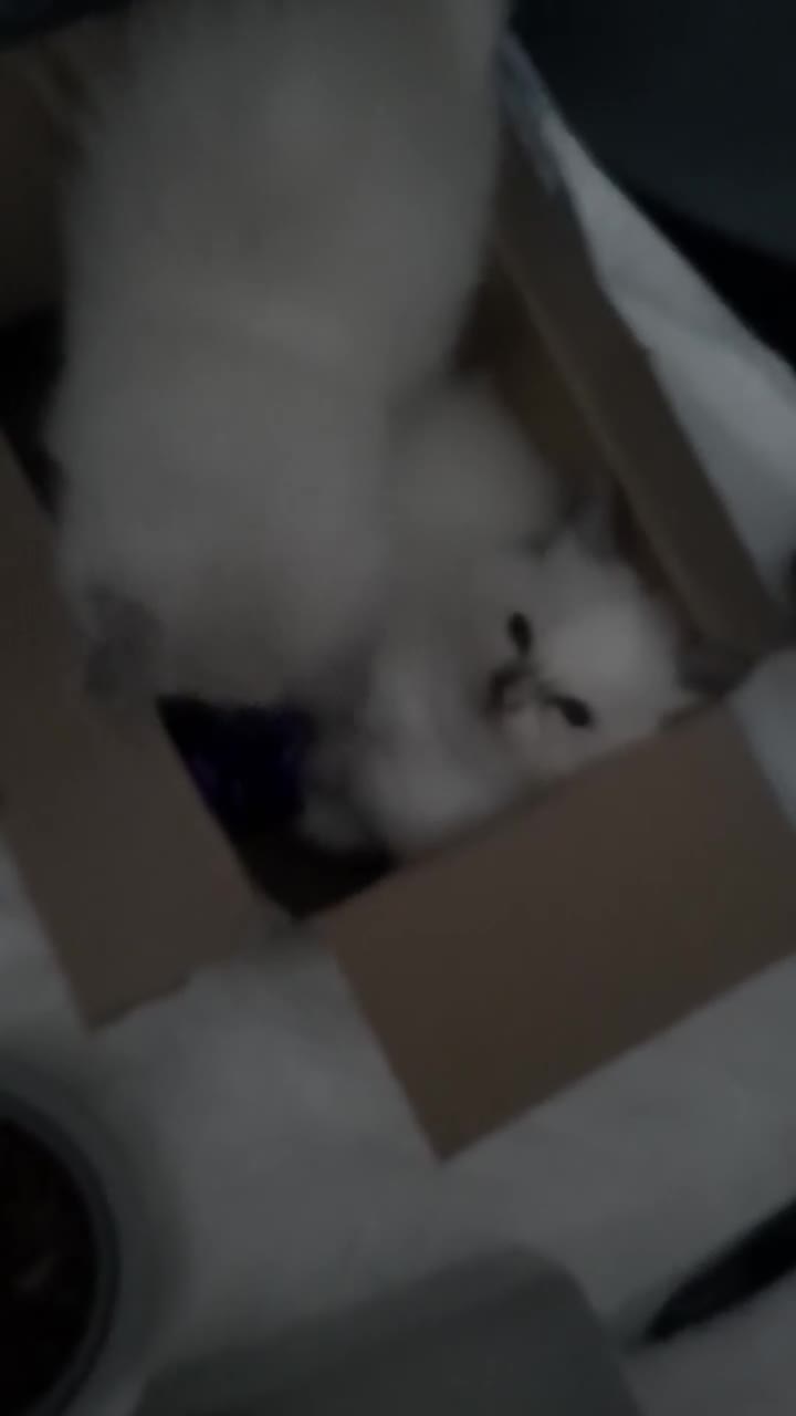 Ragdoll cats for sale:  loved Ragdoll kittens Full Breed - Video 2