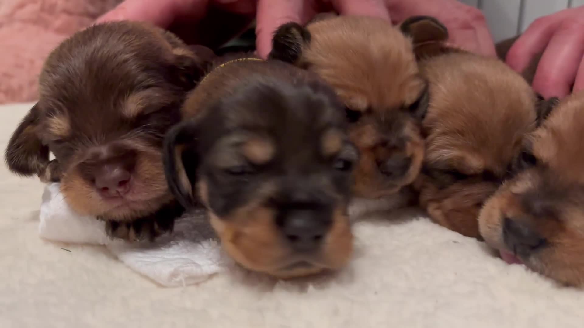 Dachshund dogs for sale: Tekel (wire haired dachshund) puppies for sale  - Video 3