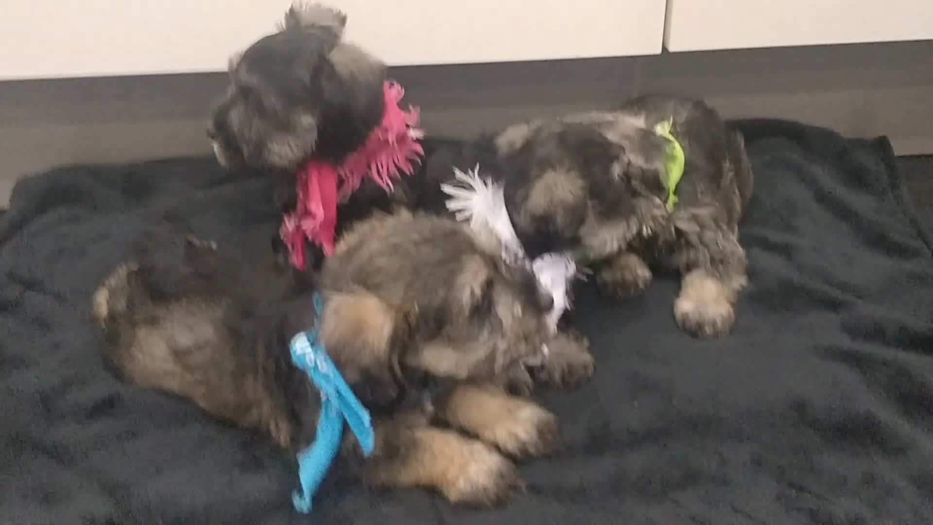 Miniature Schnauzer dogs for sale: Miniature Schnauzer puppy for sale  - Video 2