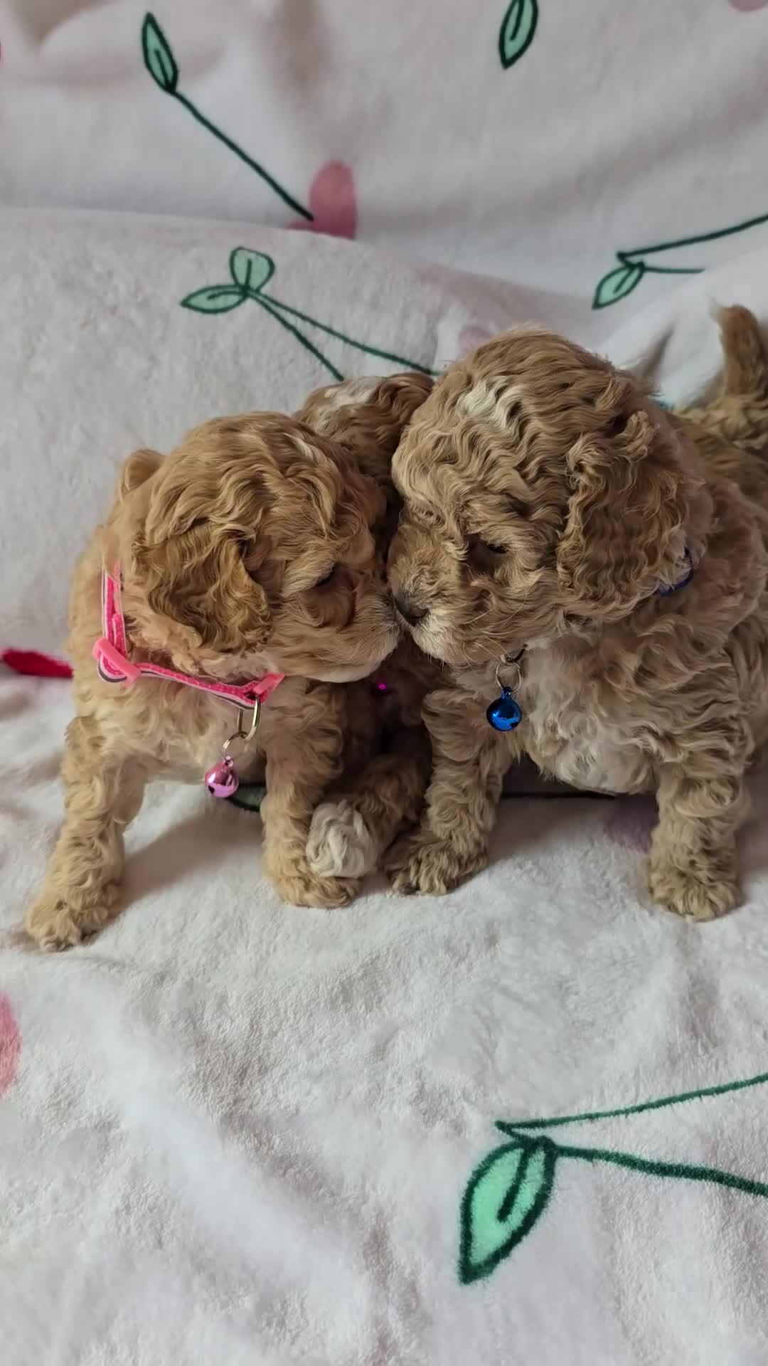 Cockapoo dogs for sale: Cockapoo mini toy in Leeds - Video 2