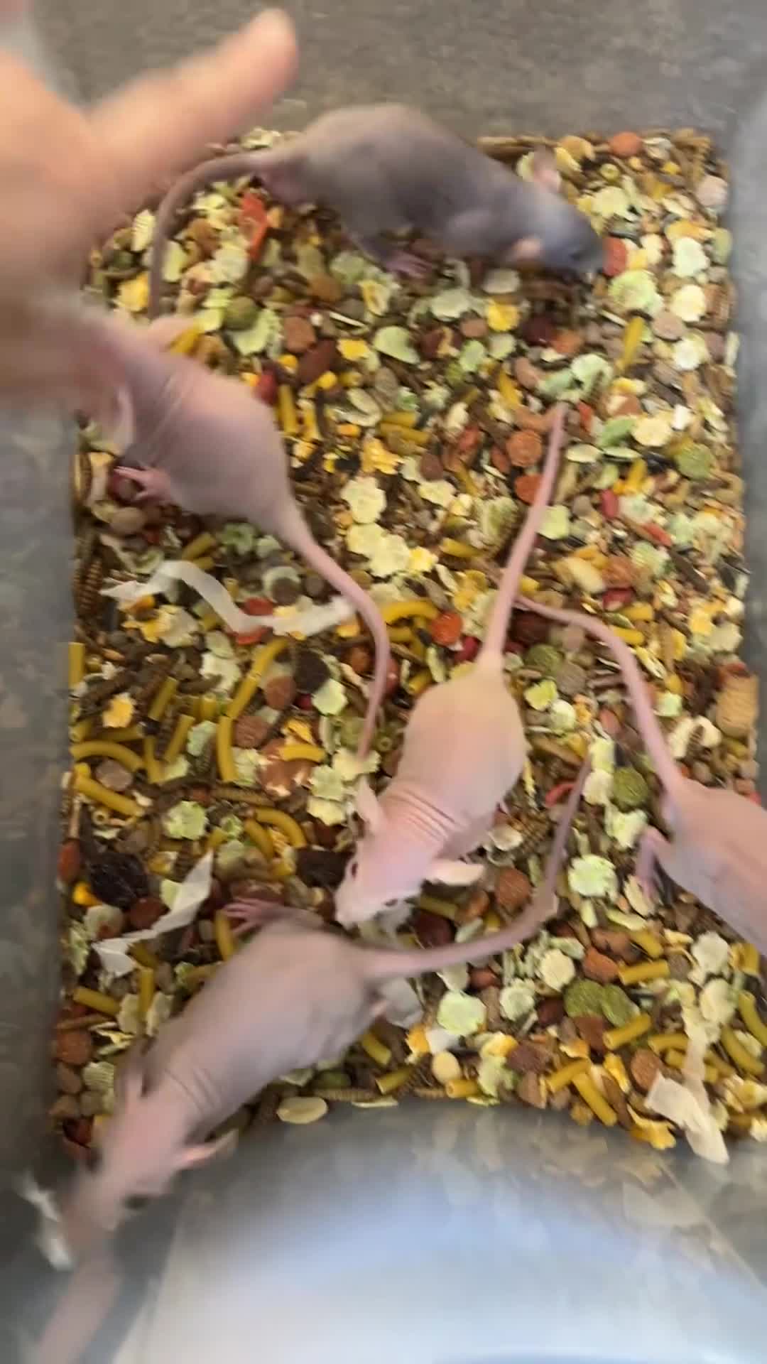 Rat rodents for sale: Rex ,double Rex and hairless  - Video 1