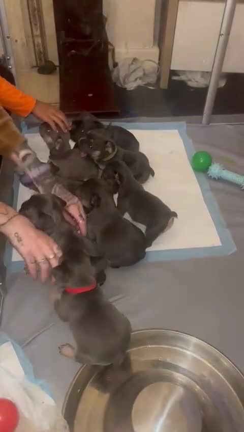 French Bulldog dogs for sale: 4 males and 1 female full French bulldogs  - Video 2