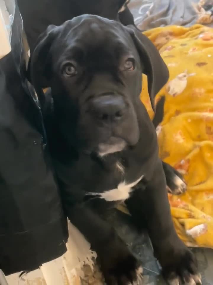 Cane Corso dogs for sale: Cane corso Russian champ bloodline puppies  - Video 1