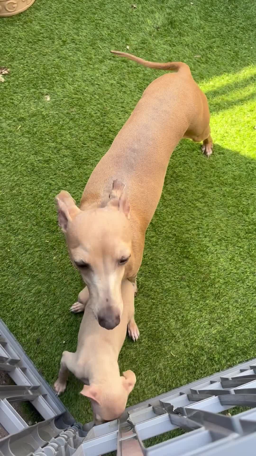 Italian Greyhound dogs for sale: Cream Boy Both Parents KC Registered & DNA tested  - Video 1