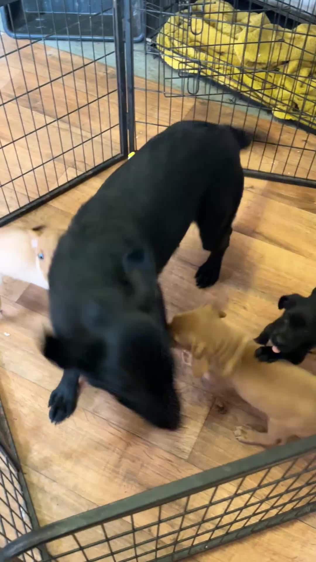 Labrador Retriever dogs for sale: Labrador  in Doncaster - Video 1