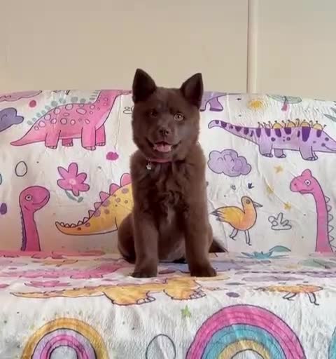 Chow Chow dogs for sale: Exotic colour chowsky puppies for sale  - Video 2