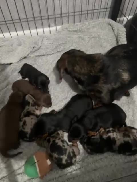 Miniature Dachshund dogs for sale: Miniature dachshund puppies - Video 5