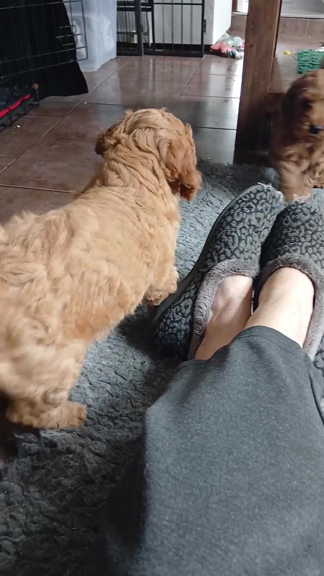 Cockapoo dogs for sale: F2 Cockapoos  - Video 1
